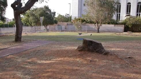 השדרה ברחוב ניסנבאום אחרי כריתת העצים 