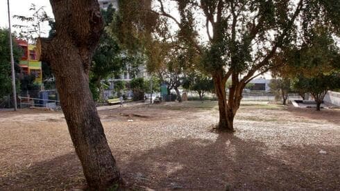 השדרה ברחוב ניסנבאום לפני כריתת העצים