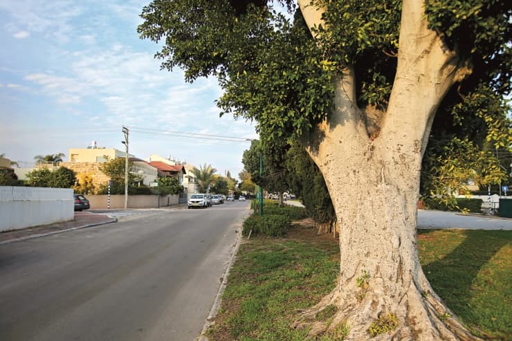 צפון מערב רחובות