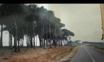 'עיקול המוות' בדרך עישייה 1998 צילום: פרטי ('עיקול המוות' בדרך עישייה 1998 צילום: פרטי) 'עיקול המוות' בדרך עישייה 1998 צילום: פרטי