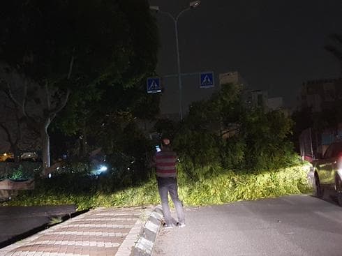 העץ שקרב ברחוב אליעזר פרידמן