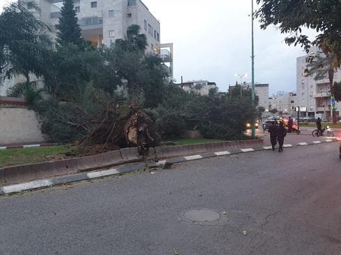 העץ ברחוב בגין