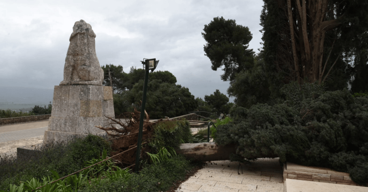 הברוש המיתולוגי קרס