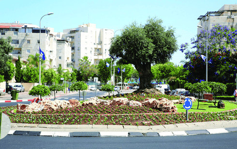 הכיכר שתיקרא על שם הורי נתניהו