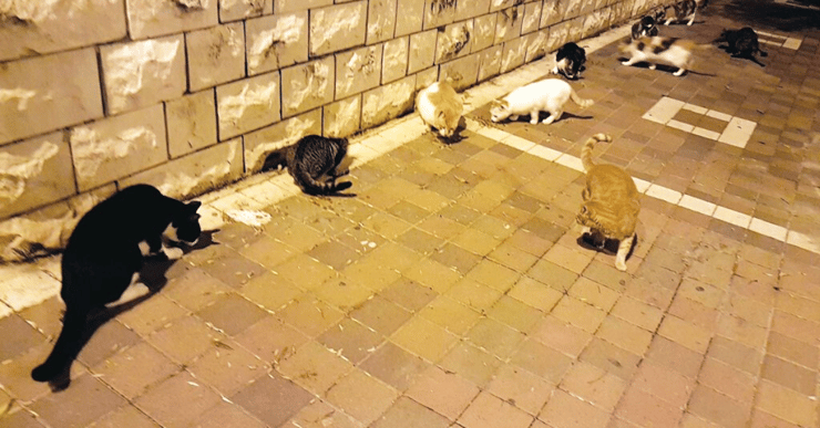 האכלת חתולי רחוב האכלת חתולי רחוב