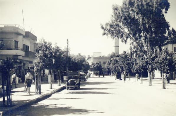 בית המועצה והאקליפטוס הישן