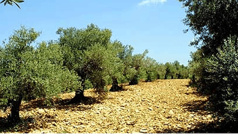 מטע עצי זית