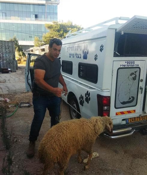 החרמת החיות מהבית (צילום: ערייית חולון) הכבשים שהוצאו מביתו של תושב העיר