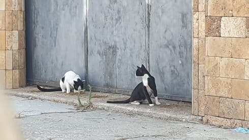 חתולי רחוב בחדרה מחפשים מסתור