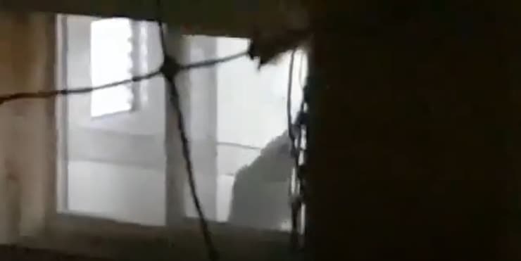 תיעוד האלימות כלפי הכלב