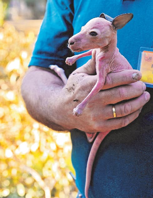 גור הקנגורו 