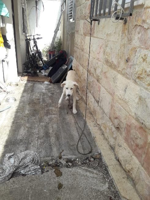הכלב שהוחרם