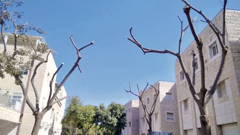 גדמי העצים