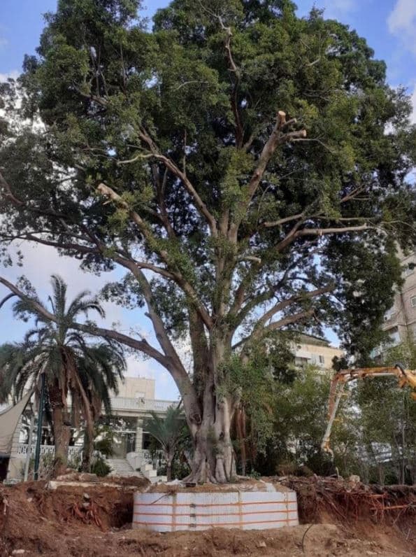 הפיקוס בהכנות לקראת ההעתקתו