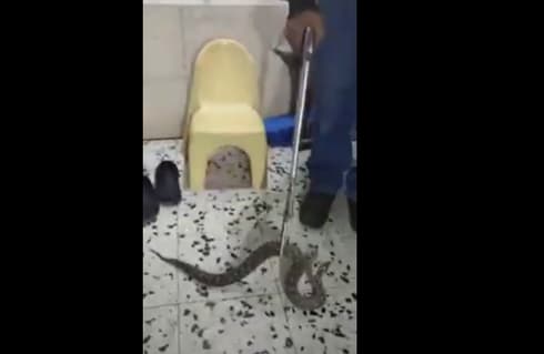 גדעון דעבול עם הנחש בפג'ה