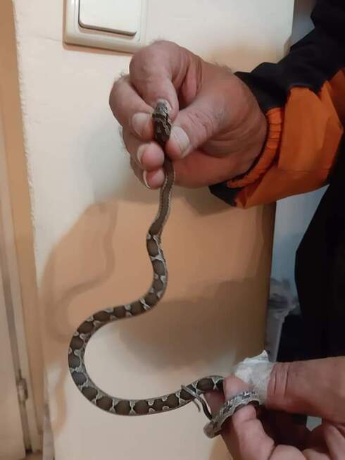 זעמן מטבעות בראש העין