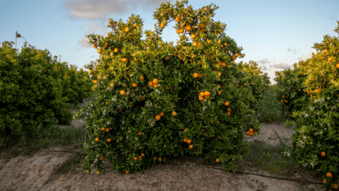 שימור הפרדס ההיסטורי של רחובות (צילום המחשה: shutterstock) פרדס