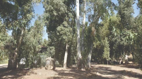 חורשת האיקליפטוס 