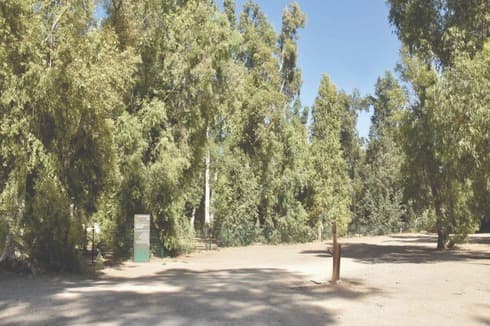 חורשת האיקליפטוס 