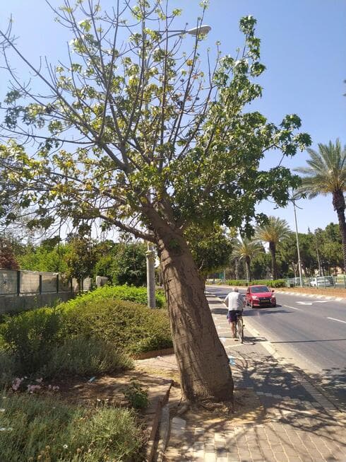 עץ ברכיכיתון פתח תקוה