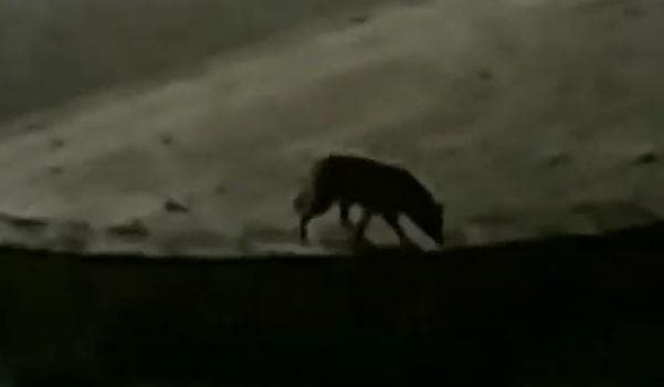 "פולשים לאזור שלנו בחיפוש אחר מזון". תן משוטט בביאליק