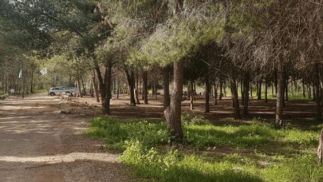 הפתיעו אותו ביער