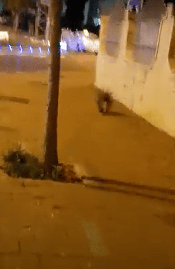 דורבן פתח תקוה