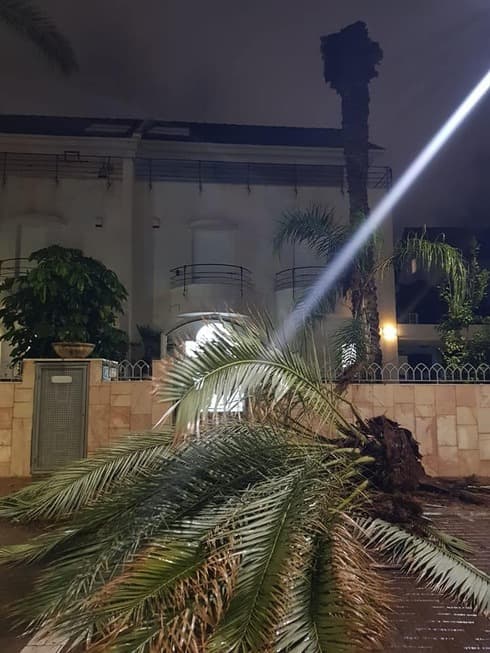 עץ קרס בביאליק