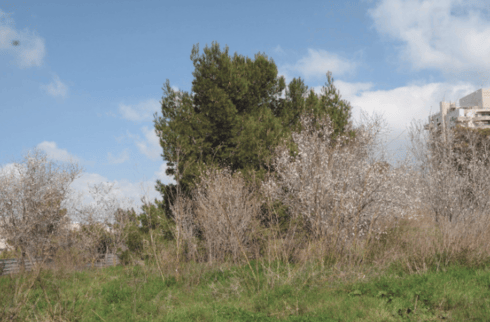 השקדיות באתר הבנייה 