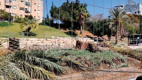 הדקלים שנכרתו הדקלים שנכרתו