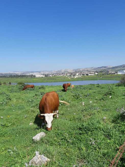 מאגר מבוא חורון
