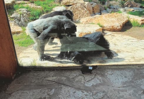 איזה בובה. השימפנזים מתעניינים 