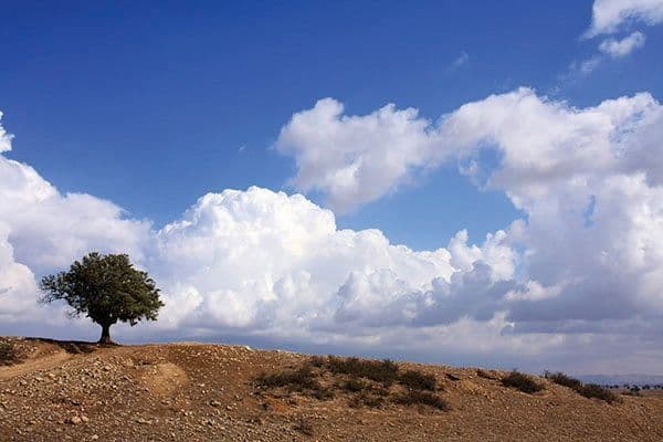 האשל העתיק לפני שקרס 