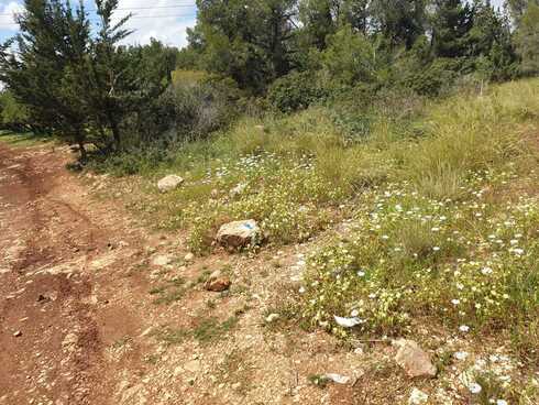 יער קולה הכ"ח ליד אלעד