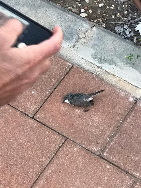 ציפור מתה