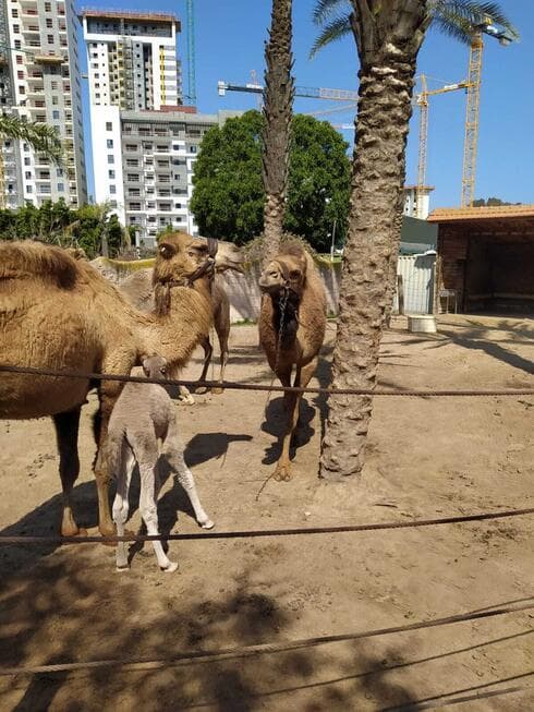 בעלי חיים בחי פארק