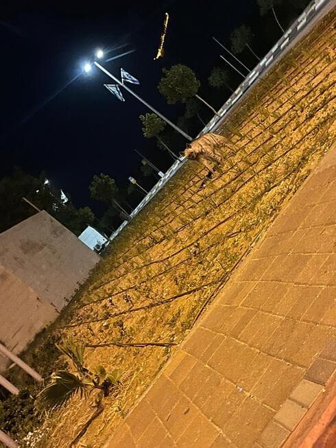 הצבוע בראשון לציון