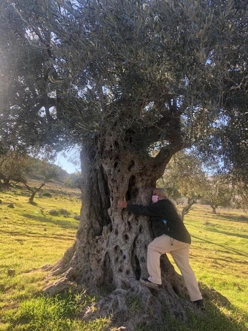 פפה אללו בעמק הזיתים