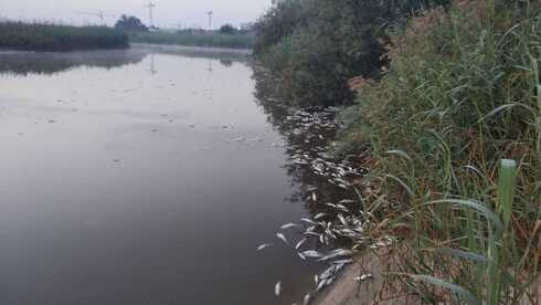 הדגים המתים שאותרו בחוף פלמחים הדגים המתים שאותרו בחוף פלמחים