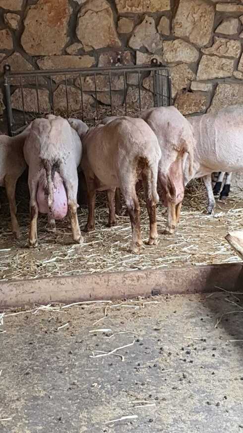 חי פארק