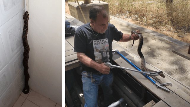 הנחש הגדול שאותר