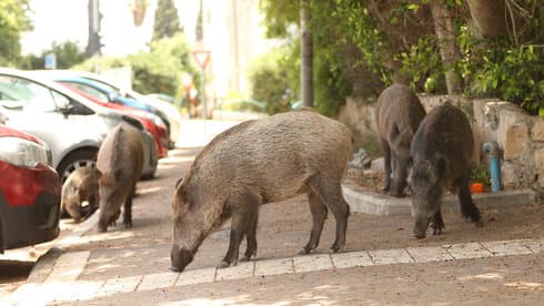 חזירי בר. עכשיו גם בחדרה חזירי בר. עכשיו גם בחדרה