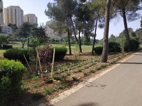האזור בו רוסס החומר בגן סאקר