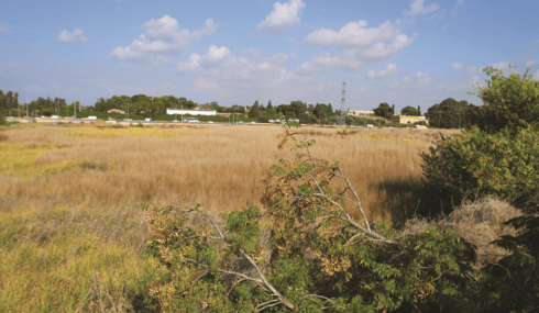 השטח בו תקום תוכנית הבננה