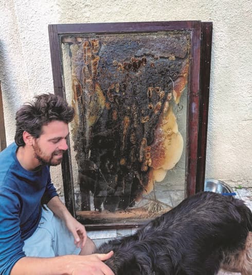 פרי סמנון. "הדבורים מפיצות ריח נעים ומשרות אנרגיה טובה” 
