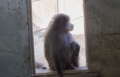 הבבונים בנגב ZOO