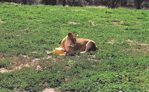 "העשרה יצירתית". הארטיק והלביאה