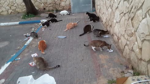 חתולים בנתניה. יש עשרות אלפים