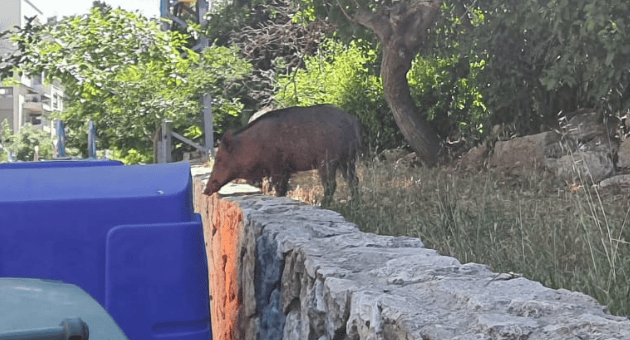 חזיר הבר שחטף את התיק