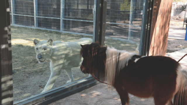 גן החיות נגב Zoo. נקלע לקשיים 